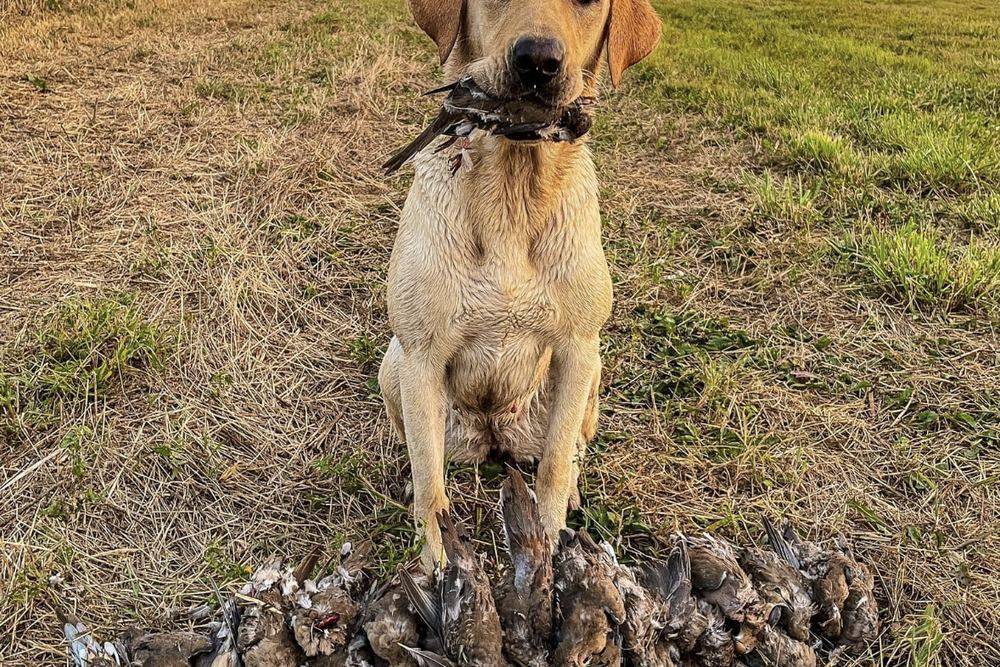 Dove Hunts