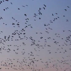 Guided Duck Hunts photo
